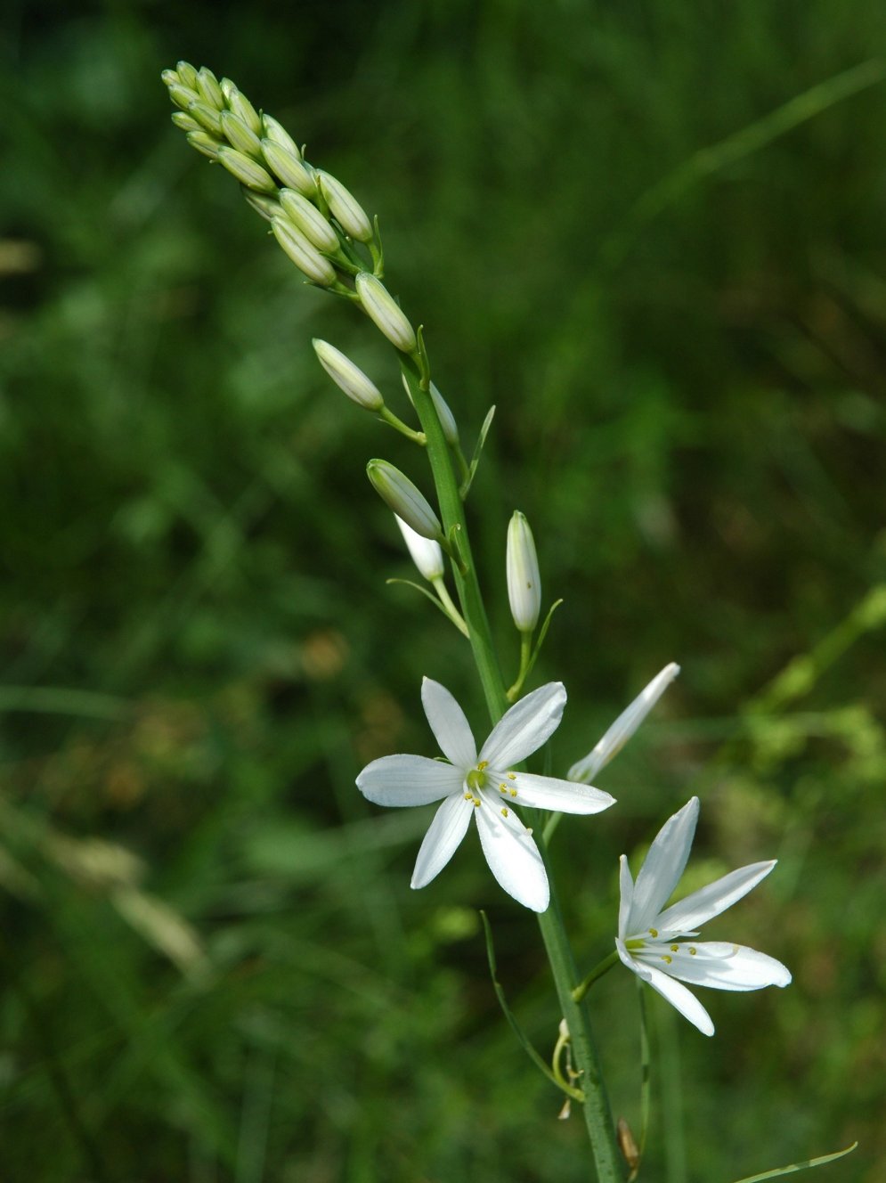 Anthericum liliago / Lilioasfodelo maggiore